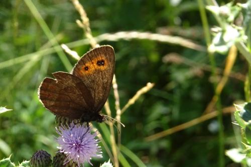 Erebia aethiops